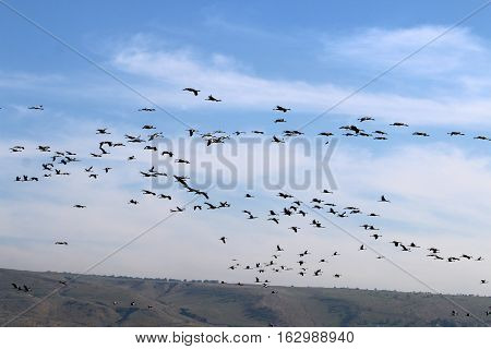 National Bird Sanctuary is located in the Hula Valley in northern Israel.
