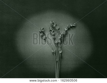 Dry lavender on light - condolence card