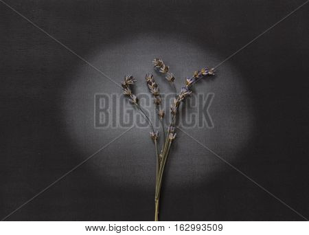 Dry lavender on light - condolence card with deepest sympathy