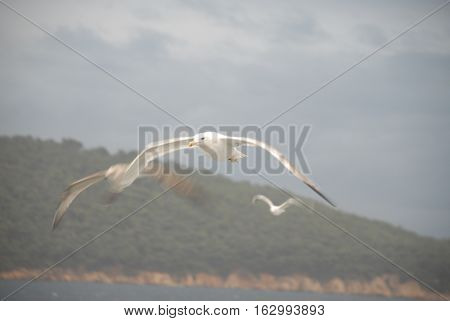Seagulls over the sea of Burgazada Island of Istanbul