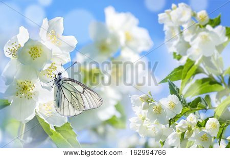  Natural background with butterfly on the branch of blooming jasmine.