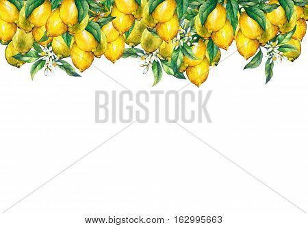 The frame of the branches of fresh citrus fruit lemons with green leaves and flowers. Hand drawn watercolor painting on white background.
