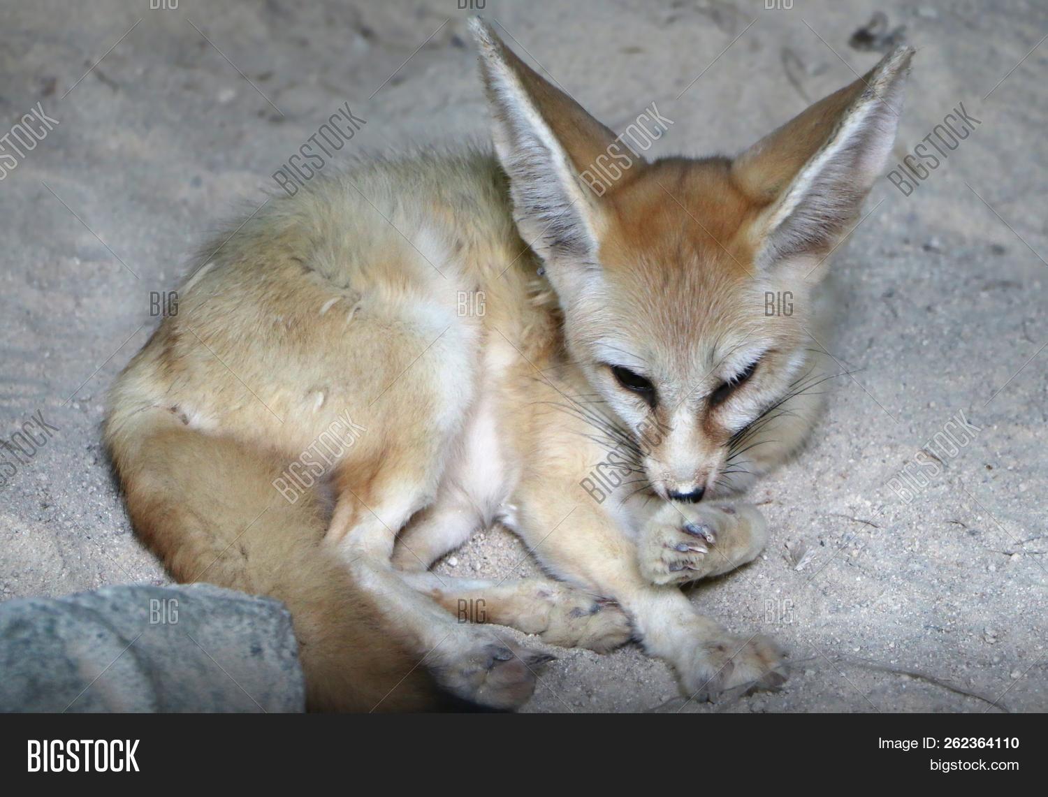 Fennec Fox Fennec Image Photo Free Trial Bigstock