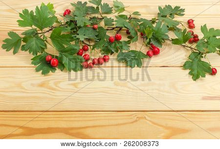 Background Of The Light Colored Wooden Planks And Hawthorn Twigs With Red Fruits Lying On Them And L