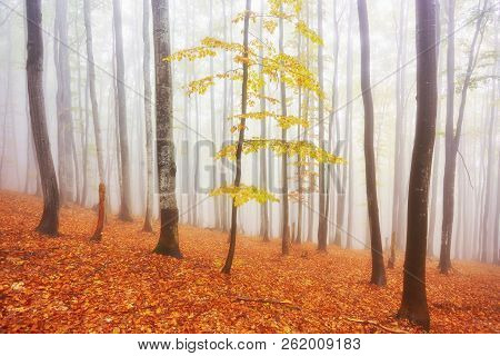 Forest Trail In The Mountains On A Misty Autumn Day.
