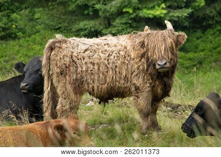 Highland Cattle In The Natu. Bohemian Forest. Czech Republic.