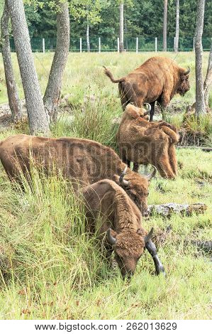 European Bison, Bison Bonasus, Visent In Bialowieza