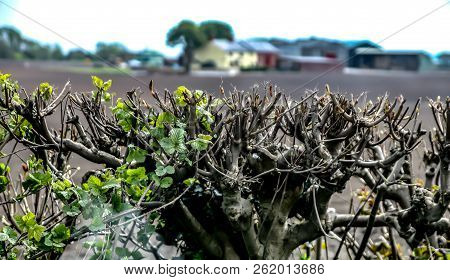 A Close Up Of A Hedgrow Top With A Farm In The Background