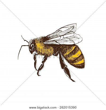 Hand Drawn Honeybee In Sketch Style  Isolated On White Background. Fliyng Honey Bee Vector Illustrat