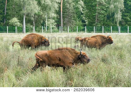 European Bisons (ibison Bonasus) N Its Natural Habitat.