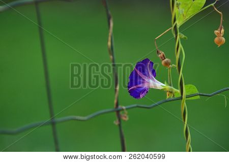 Blue Flower Of Morning-glory (ipomoea) On Fence