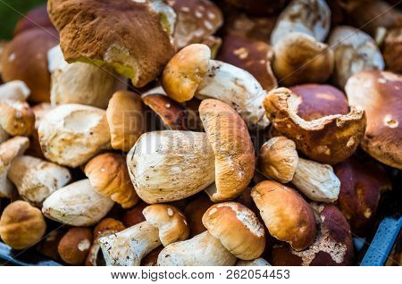 Boletus Edulis,  Penny Bun Or Porcino Is Wild Edible Mushroom.