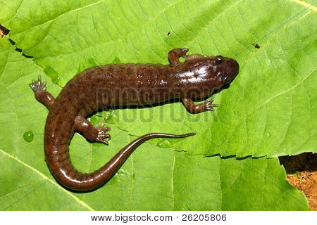 Fehérfarcsíkú szalamandra (Desmognathus conanti)