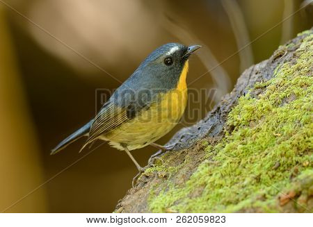 Beatiful Male Snowy-browed Flycatcher (ficedula Hyperythra) Possing On The Branch