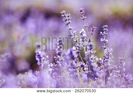 Violet Lavender Field At Soft Light Effect For Your Floral Background