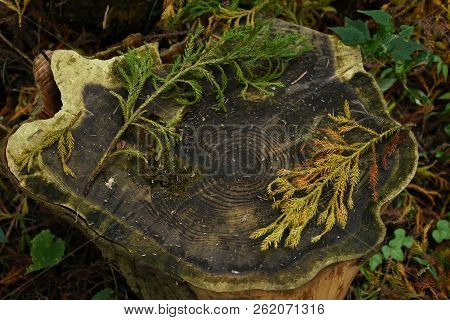 A Tree Stump With Some Autumn Colours