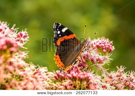 Butterfly Drinks Nectar From A Beautiful Flower In A Green Field,  Vanessa Atalanta