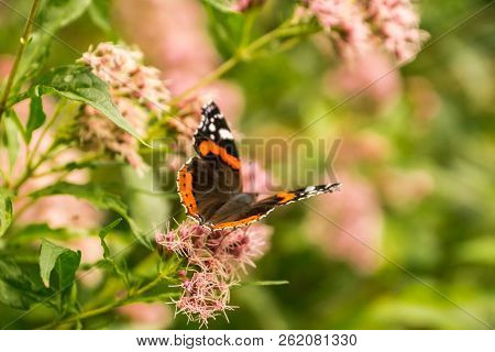 Butterfly Drinks Nectar From A Beautiful Flower In A Green Field,  Vanessa Atalanta