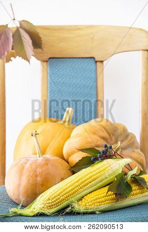 Three Pumpkins And Two Corn Cobs With Autumn Foxes Lie On An Old Wooden Blue Retro Chair Against A W