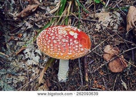Amanita Muscaria, Poisonous Mushroom. Photo Has Been Taken In The Natural Forest Background.