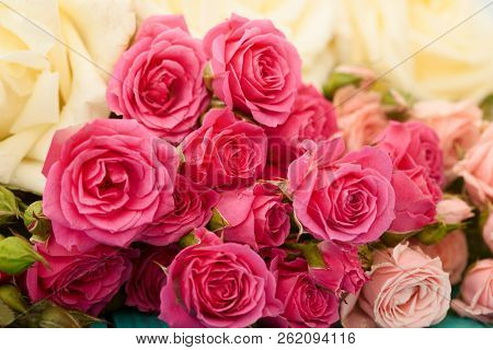Roses Flower Background. Selective Focus. Pink And White Macro Rose. Valentine And Mother Day. Weddi