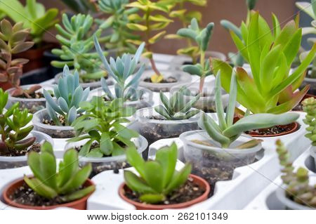 Close Up Of Different Varietal Agave Succulent Plants In Pots, Selective Focus. Various Types Of Suc