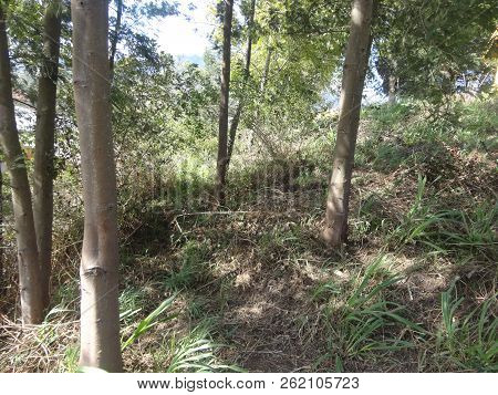Forests In The Highlands In The Mountains Merbabu
