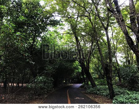 Small Road To The Bang Kachao Of The Forest Or Road In The Forest And Sun ( At A Bike Around Bang Ka