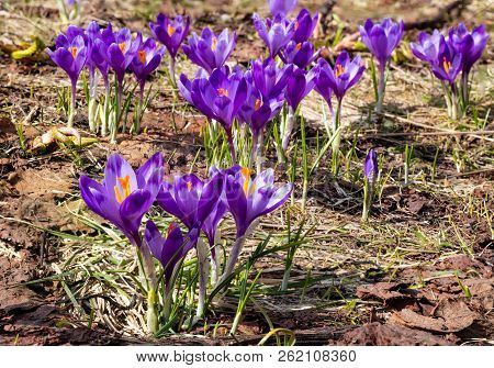 Colorful Blooming Purple Violet Crocus Heuffelianus (crocus Vernus) Alpine Flowers On Spring Carpath