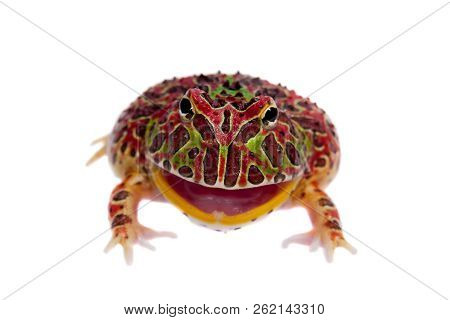 The Red Argentine Horned Froglet Isolated On White