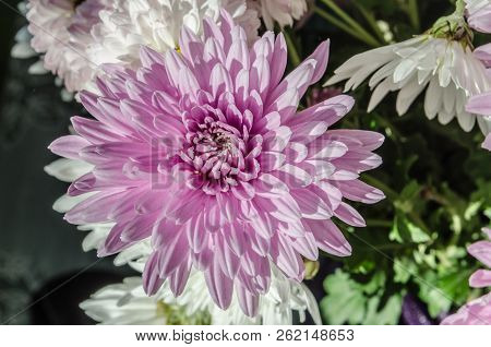 Mulltilobe Pink And White Chrysanthemums Blooming Closeup.