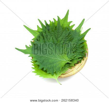 Fresh Green Shiso Leaf On White Background