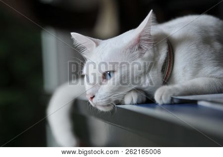 Siamese Cat Is The Thai Domestic Cat, Very Cute And Smart Pet In House, White Cat, Cat Feeling Lonel