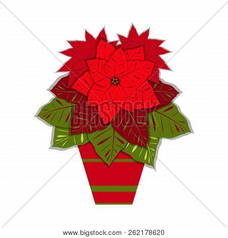 Poinsettia In A Clay Pot. Euphorbia Pulcherrima. Vector Illustration. New Year Christmas Traditional