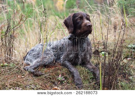 Hunting Dog German Wirehaired Pointer Rests In The Grass