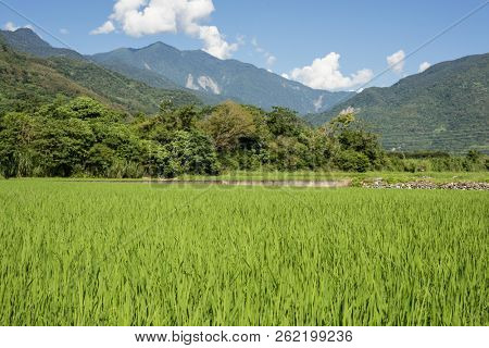 landscape of green paddy farm at countryside