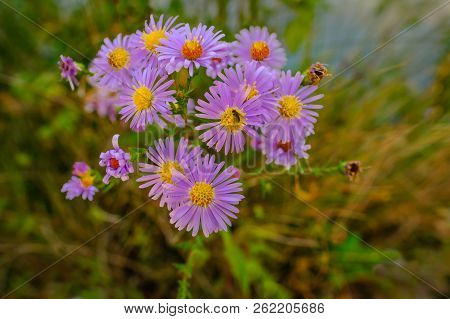 Closeup Of A Group Of Wild  Purple Aster Flowers With A Difussed Autumnal Background.