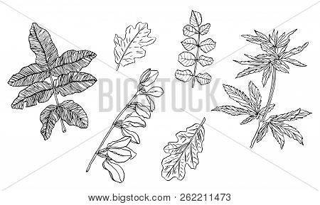 Vector Set Of Decorative Branch Of Green Leaves With Streaky