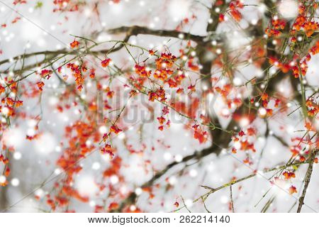 nature and environment concept - spindle tree or euonymus hamiltonianus branch with fruits in winter