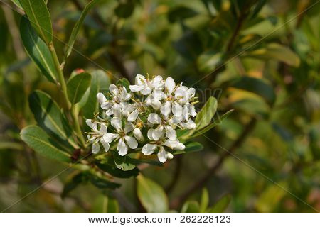 Cloven Gum Box White Flower Buds - Latin Name - Escallonia Bifida