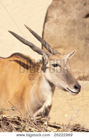 jonge taurotragus derbianus of Elandantilope, de grootste van de Afrikaanse antilopen
