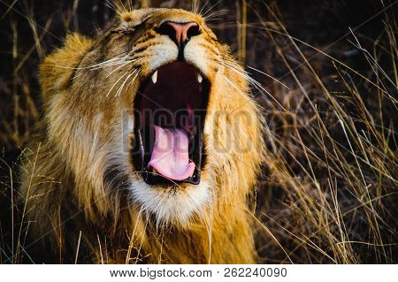 South Africa Closeup Of A Lion Screaming On Savannah. Kapama Private Game Reserve. South Africa.