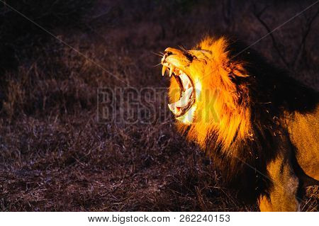 South Africa Closeup Of A Lion Screaming On Savannah. Kapama Private Game Reserve. South Africa.