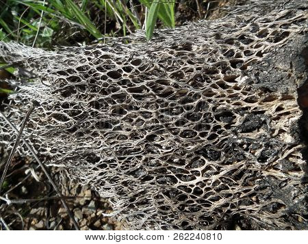 Alveolar Fiber Of The Prickly Pear Leaf Of Sardinia