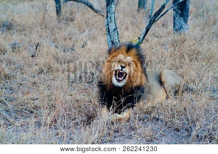 South Africa Medium Distance Shot Of A Lion Relaxing On Savannah. Kapama Private Game Reserve. South