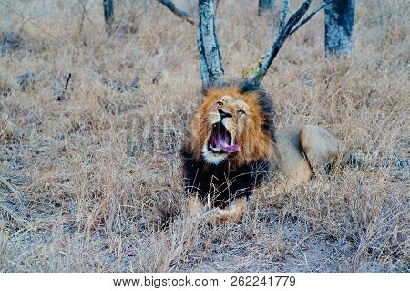 South Africa Medium Distance Shot Of A Lion Relaxing On Savannah. Kapama Private Game Reserve. South