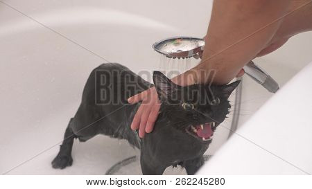 Washing A Black Cat In Bathtub, The Owner Washes The Cat In The Shower,