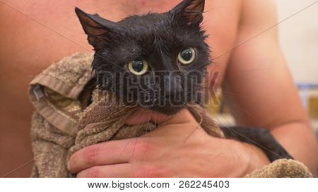 Washing A Black Cat In Bathtub, The Owner Wipes The Cat With A Towel After Washing