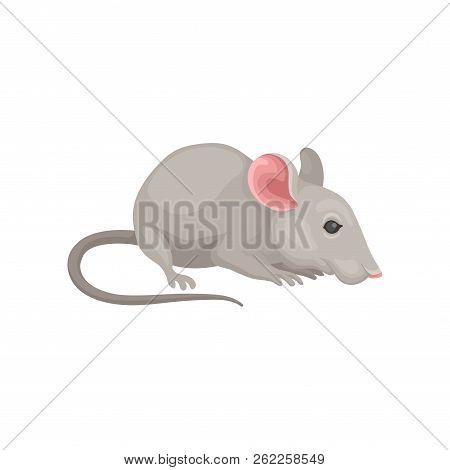 Flat Vector Icon Of Small Cute Mouse, Side View. Rodent With Gray Coat, Big Pink Ears And Long Tail