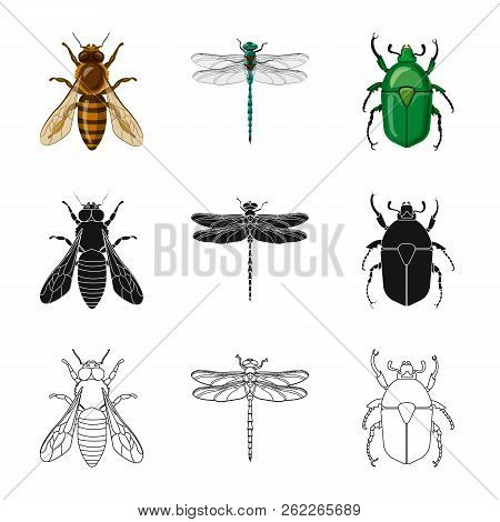 Vector Design Of Insect And Fly Icon. Set Of Insect And Element Stock Vector Illustration.